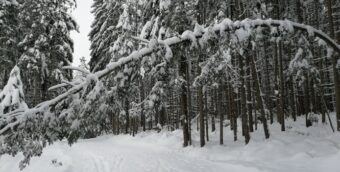boomschade door sneeuw