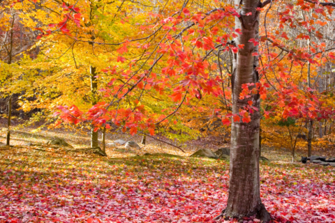 Herfst is hét moment om van bomen te genieten