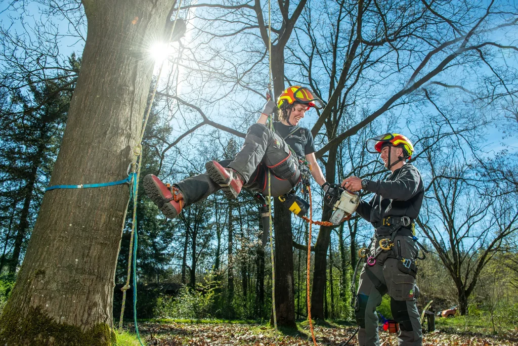 bomen snoeien BB Bomen boomverzorger in Gelderland