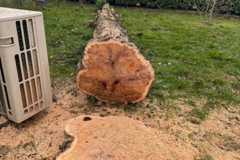 Taxus kappen bij woning: voorkom schade door wortelgroei